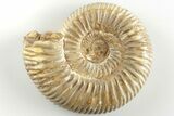 Polished Jurassic Ammonite (Perisphinctes) - Madagascar #203855-1
